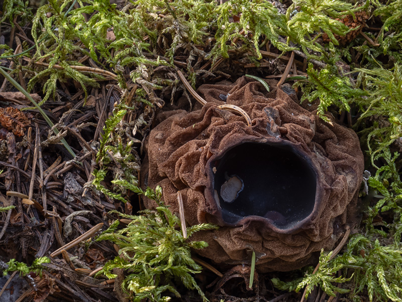 Perenniporia subacida